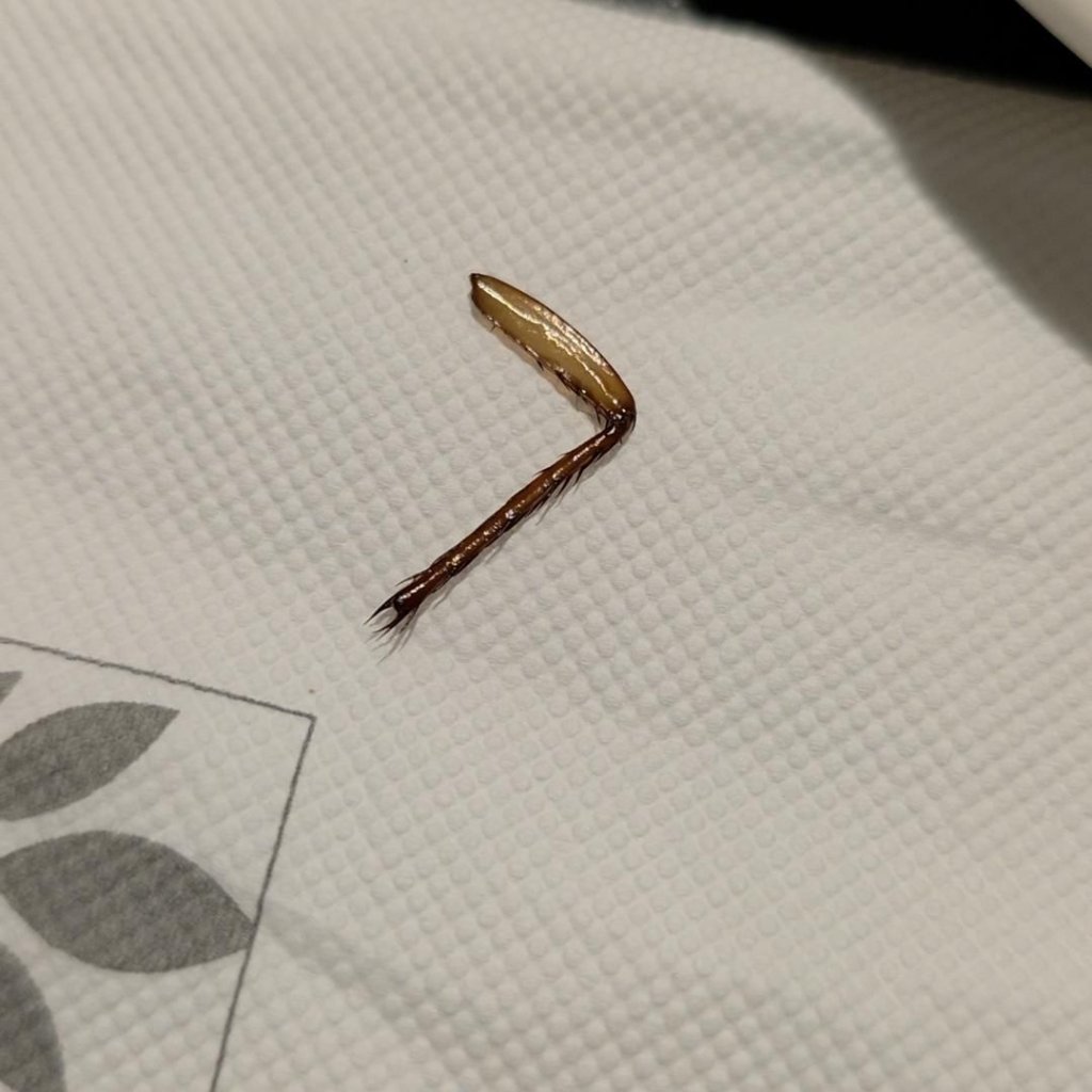 情侶花1290元吃Buffet咬到「蟑螂腳」...酒店稱是蝦腳　衛生局稽查結果出爐