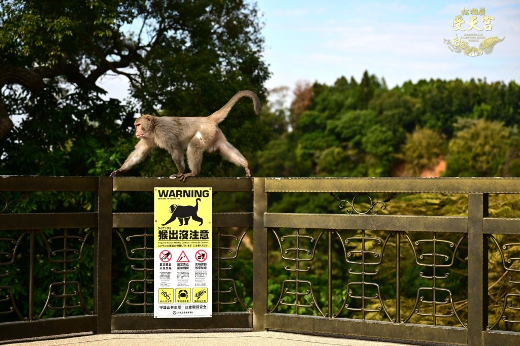 影／警示牌是真的！猴子闖入松柏嶺受天宮突襲供桌　香蕉全拿走躲柱上爽吃