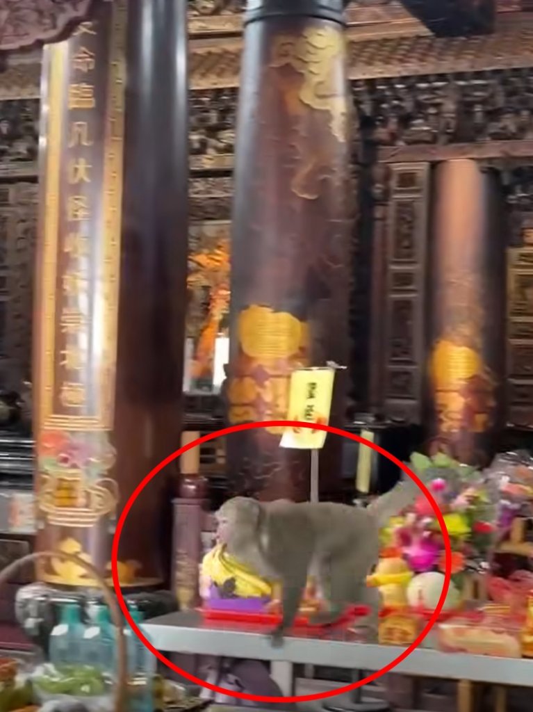 大鬧受天宮！猴子闖供桌叼走香蕉 網笑：悟空你又頑皮了