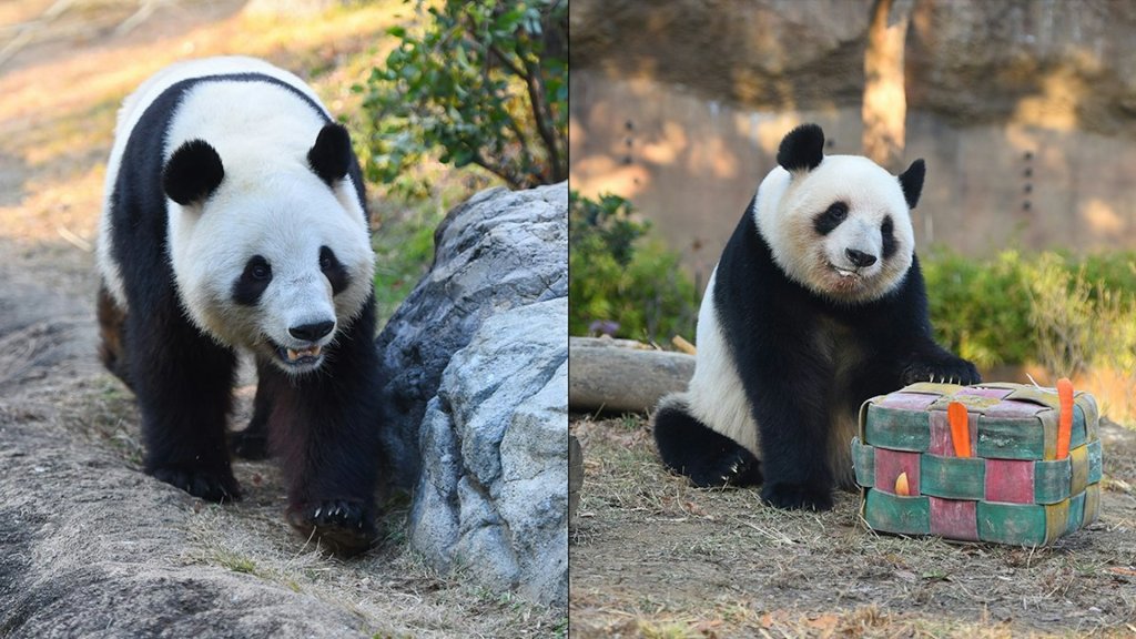 跟熊貓說再見!上野動物園最後一天爆棚 10萬人搶4400名額