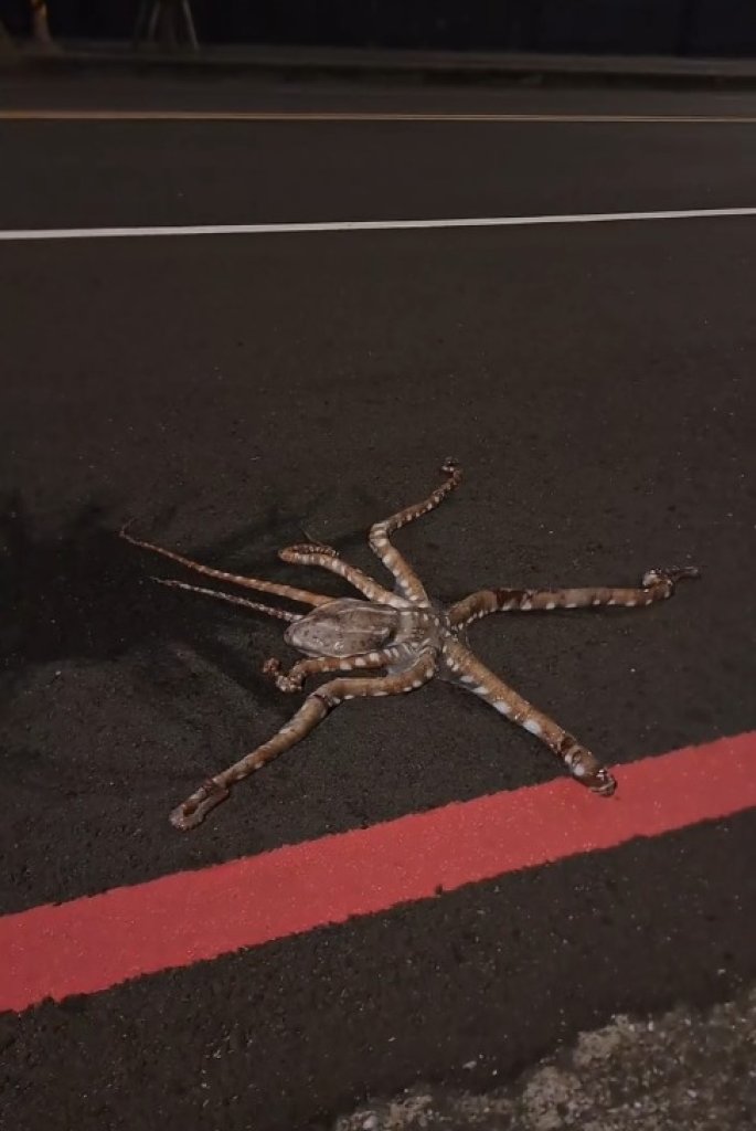  章魚怎麼會在馬路上？海大旁驚見海鮮隨機掉落 網友笑翻：趁熱吃