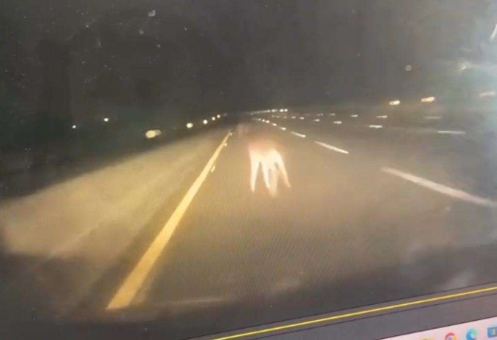 影／高速公「鹿」！水鹿深夜闖國道3號內線　駕駛閃不過猛撞第一視角曝光