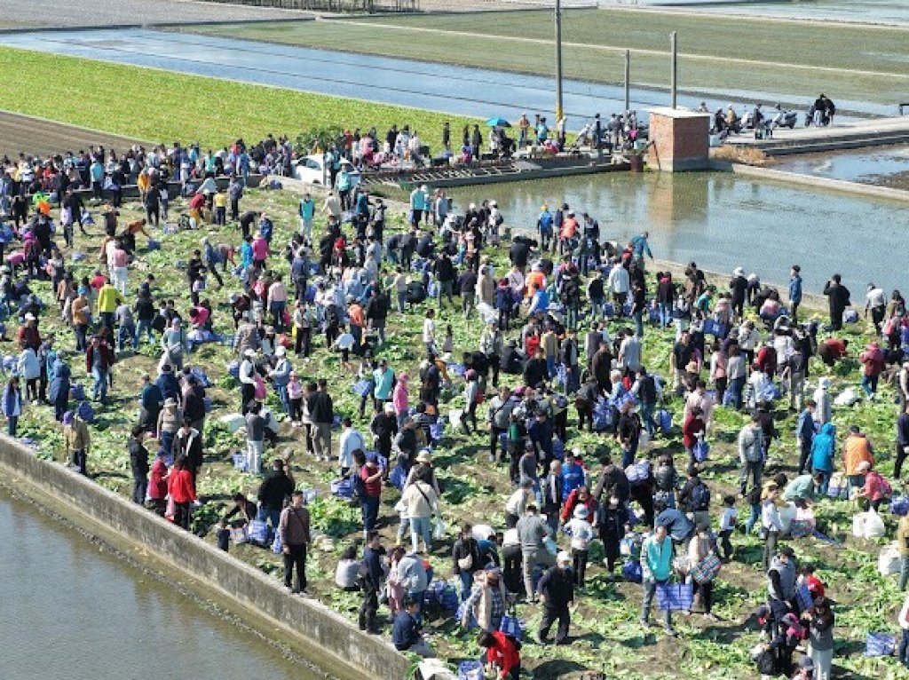 台電彰化區處2千員工及眷屬參加田野健行暨拔蘿蔔活動 趣味橫生