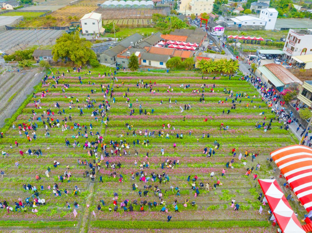 大村鄉「樂遊大村行－南勢蘿蔔派對」近千人同樂
