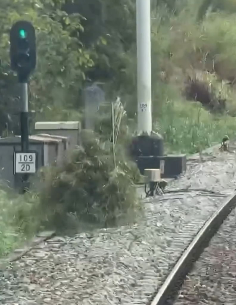 台鐵富里車站旁鐵道驚見「移動草叢」！　民眾闖入砍樹揹著走鐵警開罰