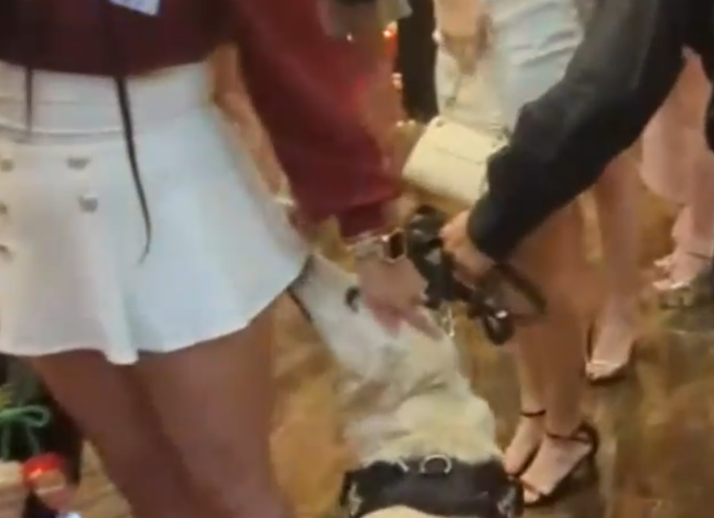 台中警犬支援臨檢酒店舞廳　穿梭酒女舞小姐嗅聞