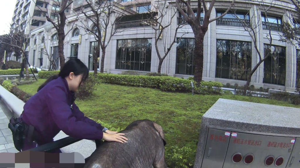 黑豬掉落車外街頭亂竄！ 　警民合力圍捕追查載運車輛