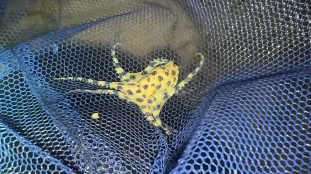 影／千萬別學！日網紅挑戰「吃藍環章魚」　連唾液腺都吞身體反應曝光