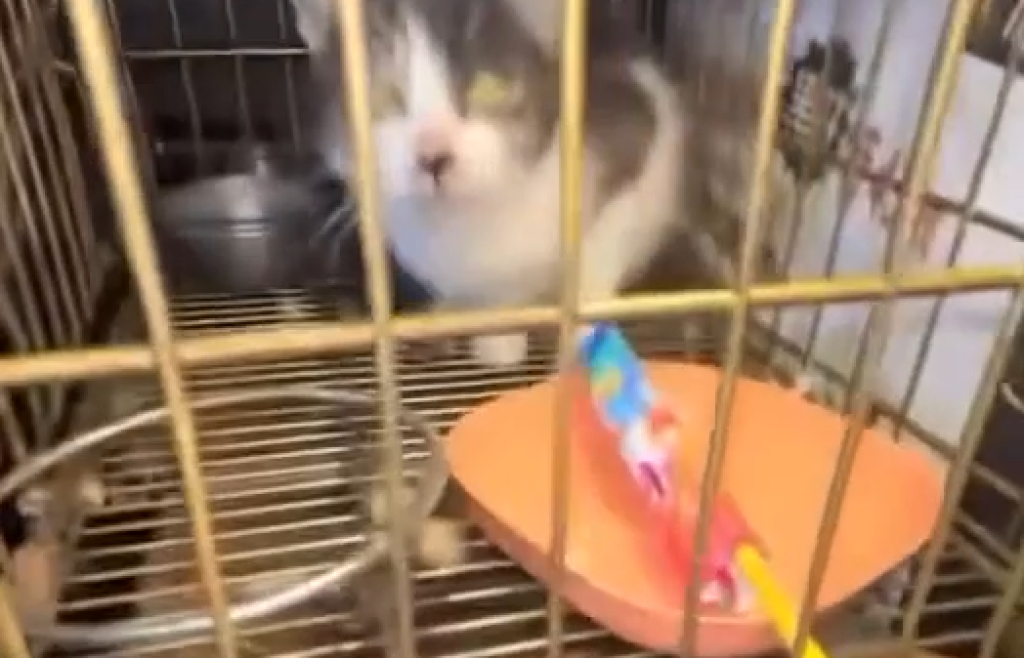 新竹某國中生「把貓關籠子再放煙火炸」　影片瘋傳引網友肉搜！當事人道歉