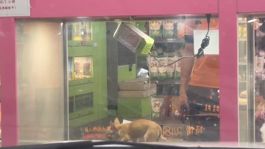 影／宜蘭寵物店驚傳虐狗！2個月大吉娃娃遭店員「掐喉10秒」　店家：已開除員工