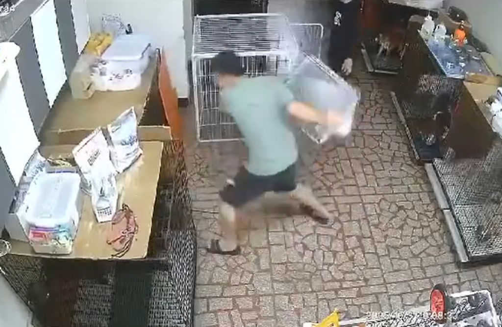 桃園楊梅訓犬中心虐狗影片曝光　動保處今稽查開罰