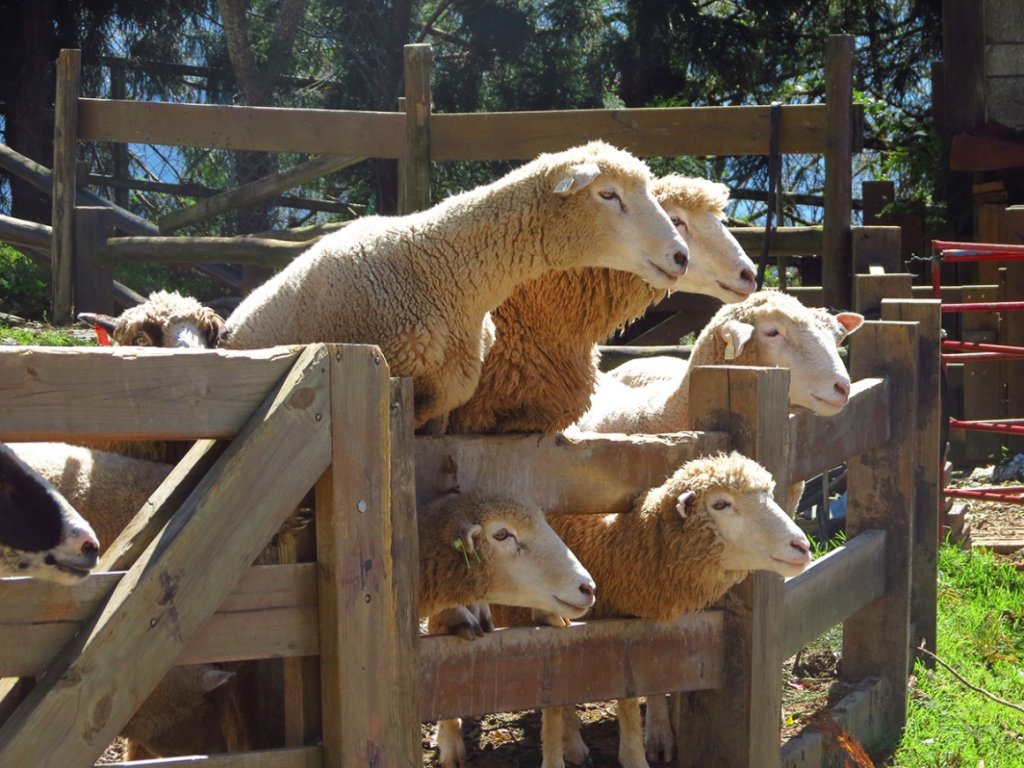 2歲童清境農場餵馬遭咬耳狂甩重摔　二審逆轉判賠71萬