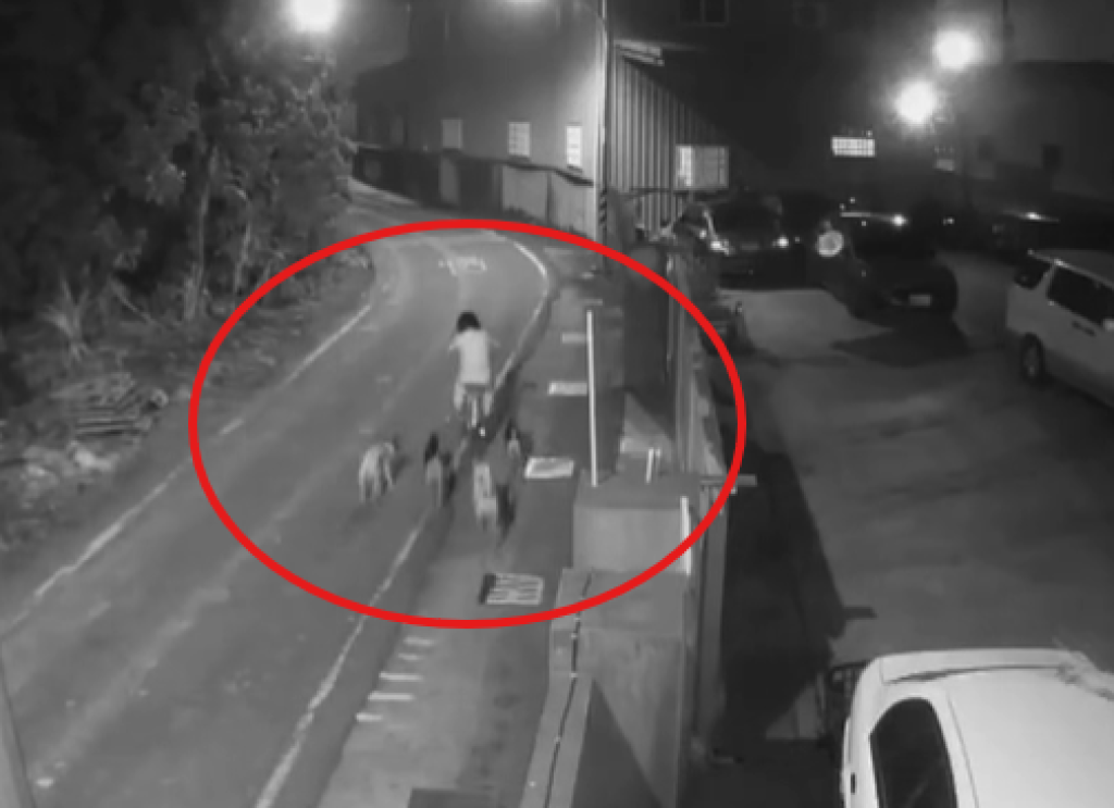 影/老婦住院、家屬放狗出門 彰和美狗群2個月咬傷10人