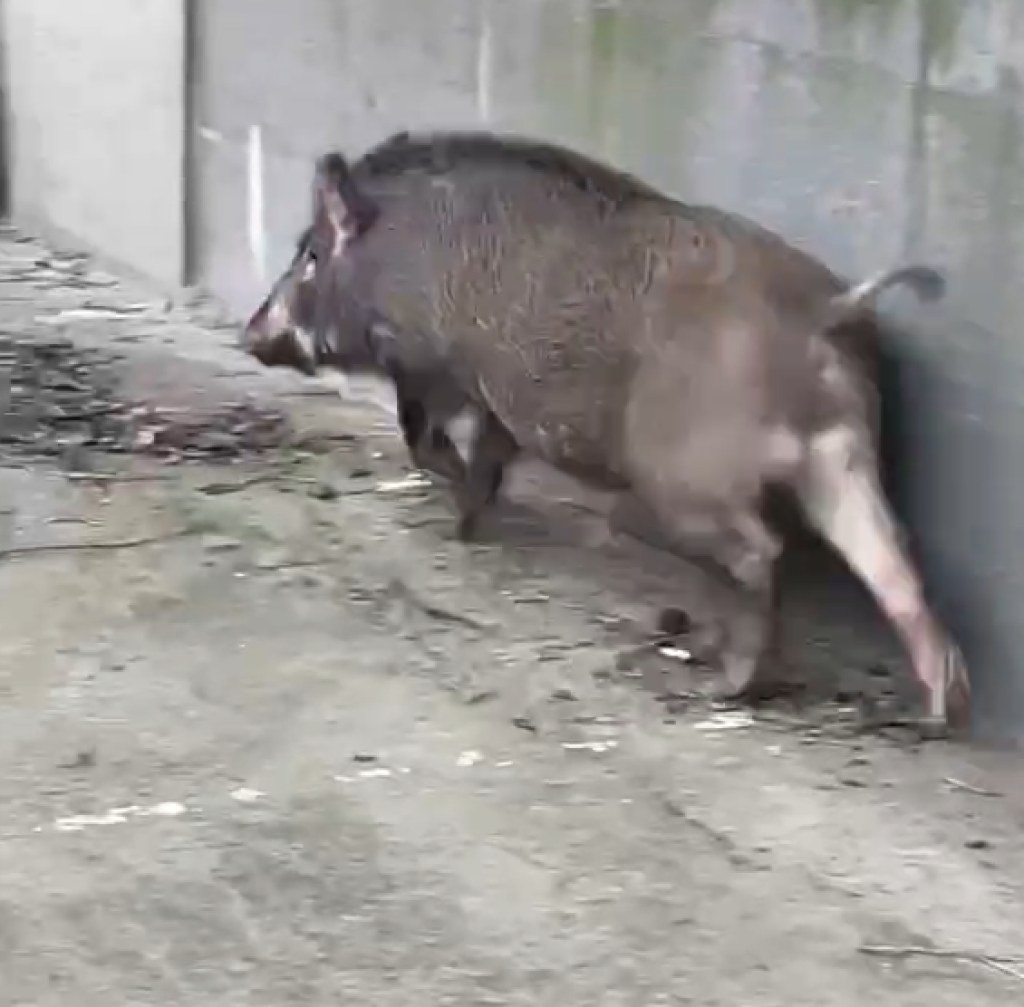 桃園觀音區山豬街頭亂竄！　警圍捕成功關入鐵籠送動保處