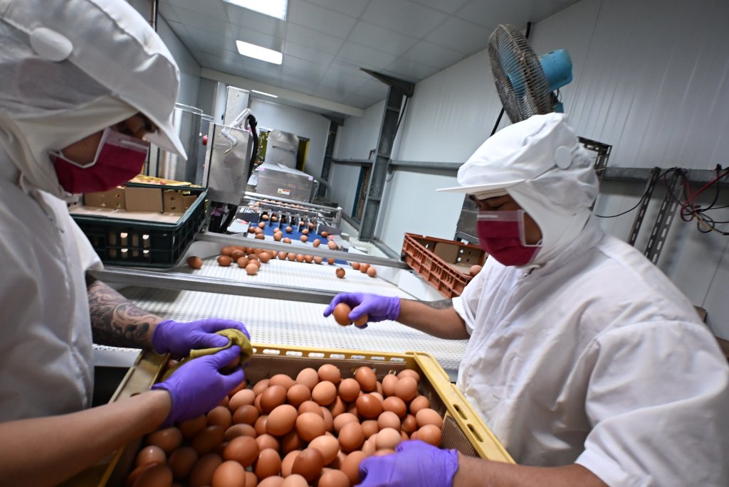 畜牧產業轉型典範 全佑牧場全國首座導入立體平飼系統蛋雞場