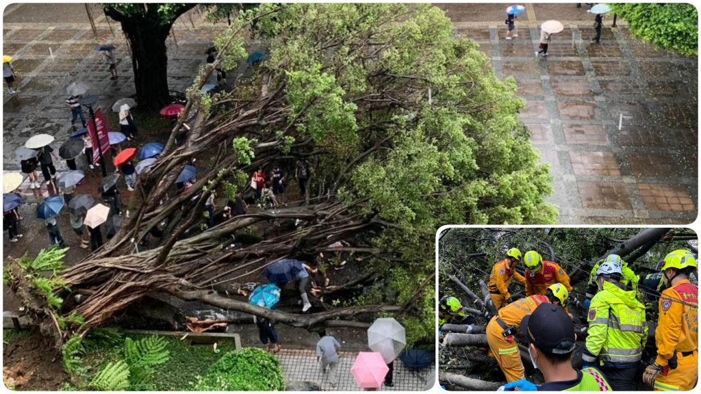校園榕樹壓死碩一生竟無人負責？母痛批不起訴「司法二度傷害」