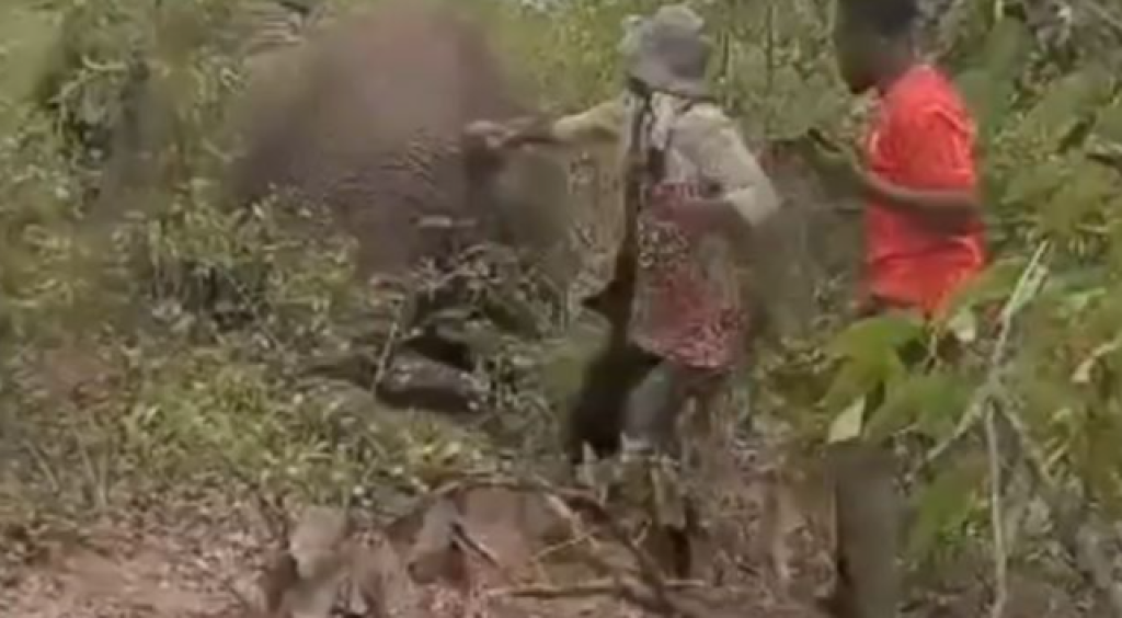 影／為了一張照片丟命！46歲女誤認大象死亡「靠近自拍、拉尾巴」　下秒遭巨獸起身踩死