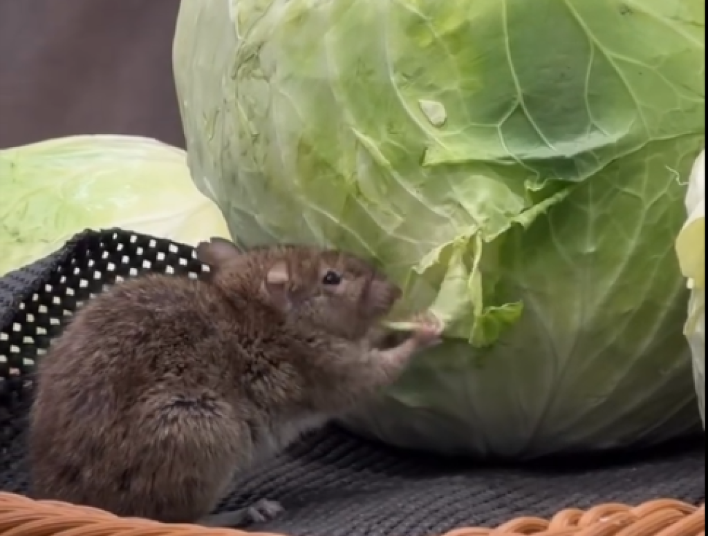 影／全聯驚見「米奇啃高麗菜」　業者：已暫停營業全面清潔