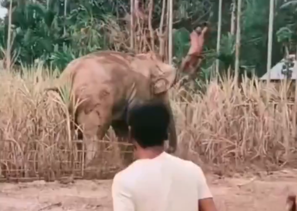 影／驚悚瞬間！印度大象抓狂「象鼻捲起印度男當球拋」　落地後瘋狂踩踏身亡
