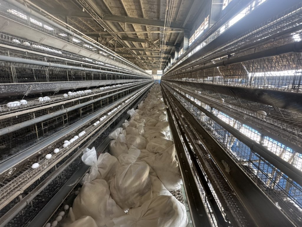 芳苑鄉蛋雞場禽流感 彰化動防所撲殺6萬多隻蛋雞