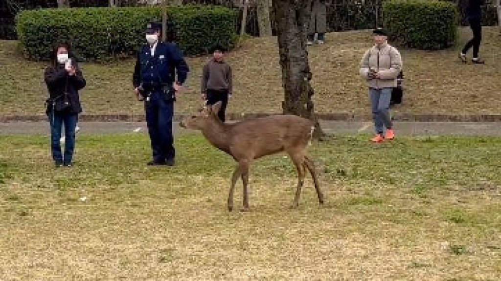 奈良鹿「迷航」闖大阪街頭！保護身分瞬間失效　民眾傻眼：原來有地界