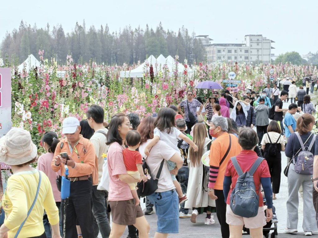 員林南區公園旁的蜀葵花綻放 花中巨人大冒險遊客如織