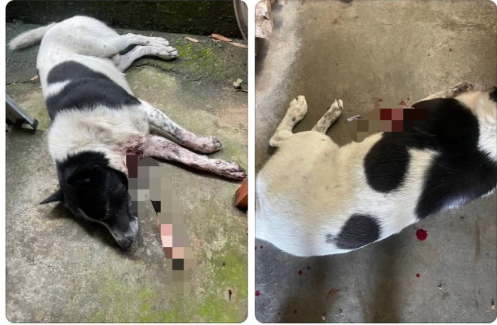 殘忍！苗栗男子十字弓射殺毛小孩　警方逮捕送辦