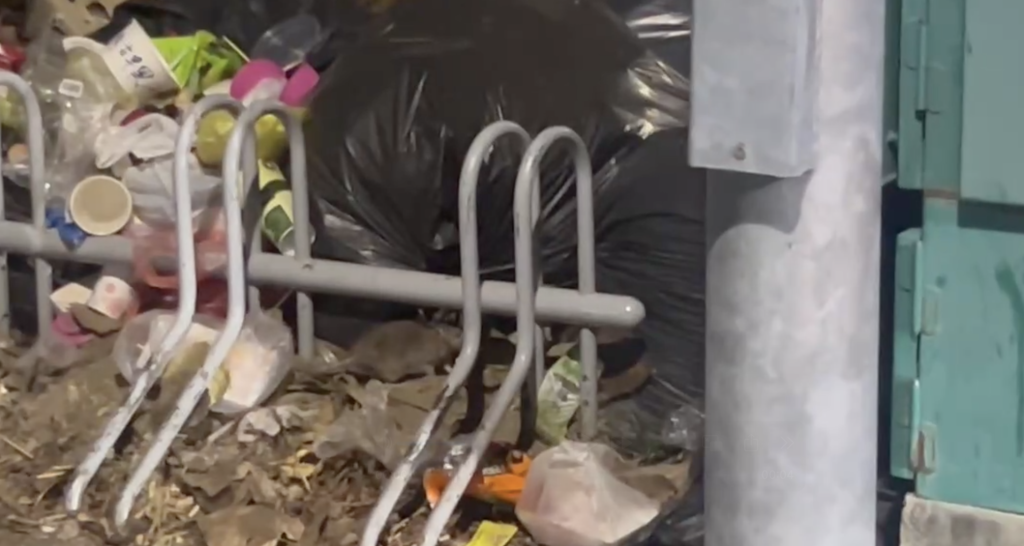 高雄公園淪「米奇天堂」！垃圾桶驚見4鼠開Buffet　議員憂漢他病毒風險