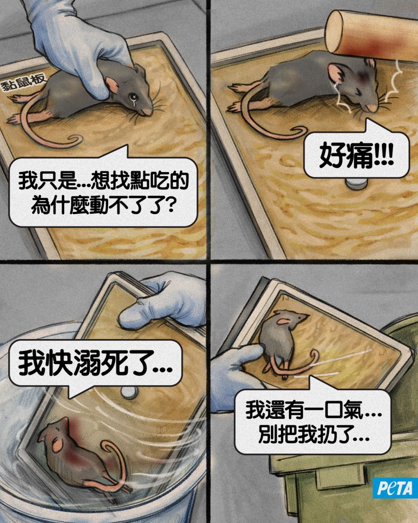 呼籲用人道捕鼠方式「別用黏鼠板」　亞洲善待動物組織：「他只是想找一點食物！」遭網友罵翻