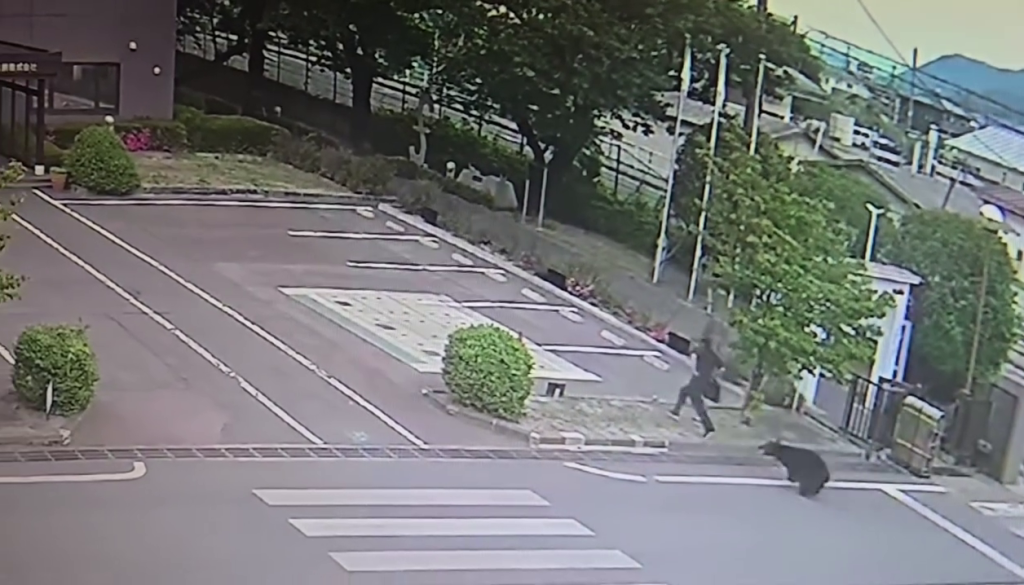 有片／黑熊闖福島市區！連傷4人闖工廠1人重傷　市政府啟動緊急獵捕