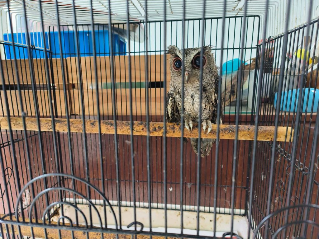 非法獵捕關鐵籠狗鍊栓綁！　保七總隊救出領角鴞台灣獼猴