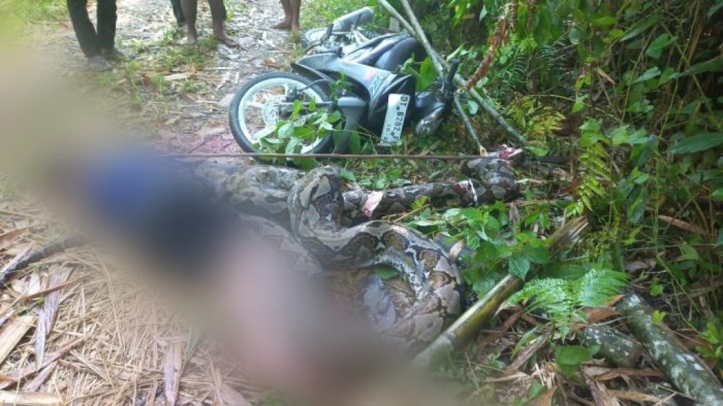 影／驚悚！印尼39歲男騎士遭「7公尺巨蟒」勒斃　村民拿武器擊斃牠救出遺體