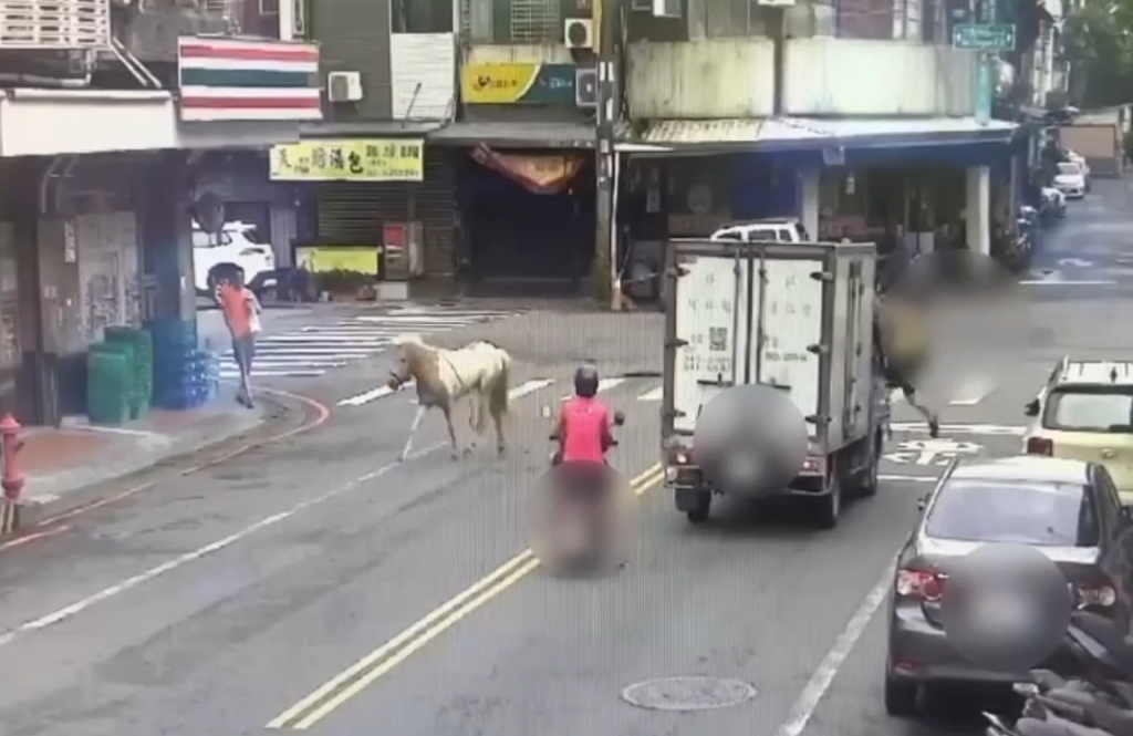 颱風天岡山馬匹逛大街！　警一眼認出連絡飼主領回