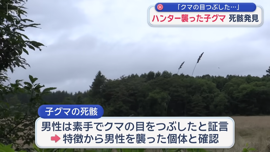 影／人熊大戰！日本獵人遇襲「徒手戳瞎熊眼」再開槍擊斃　官方尋獲熊屍證實：一隻眼被毀