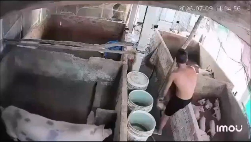影／極度噁心！越南男趁餵食「從後方性侵母豬」　驚悚影片網路瘋傳
