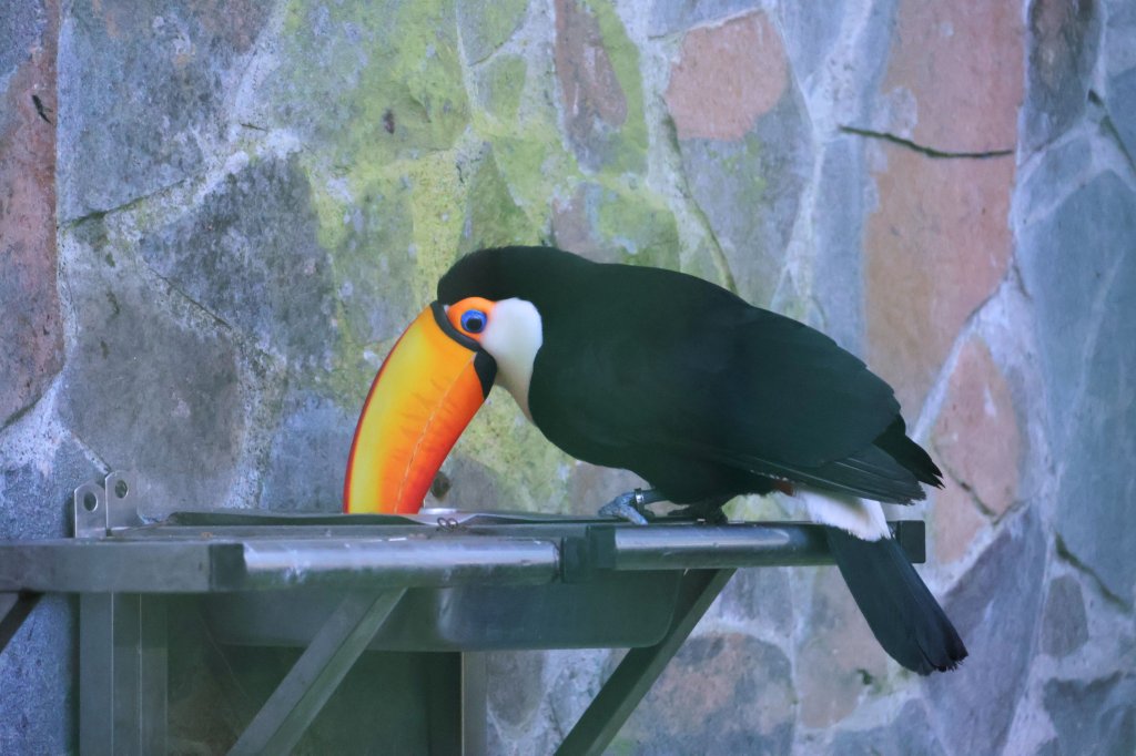 鳳凰谷鳥園7/25免費入園！  「自然永續嘉年華」與你共遊綠色夏日派對