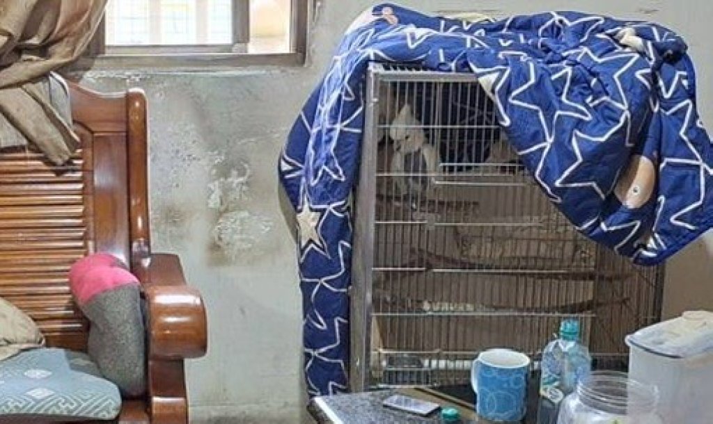 為鸚鵡吵架丈夫拿保溫瓶揮擲妻子頭部！　家暴現行犯逮捕送辦