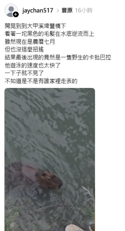 大甲溪驚見野生水豚！疑逃脫2年「野化」 網笑：真正的自由卡皮巴拉