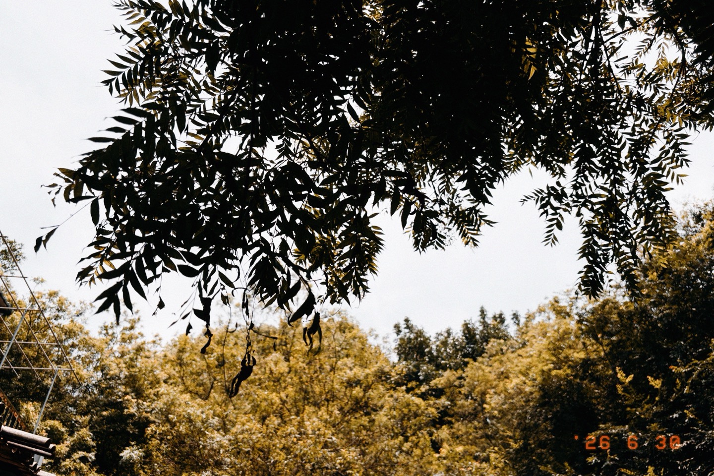 ▲ 看不見的根系自然串聯，百年教育的深根與蔓延（照片／施睿皇拍攝）