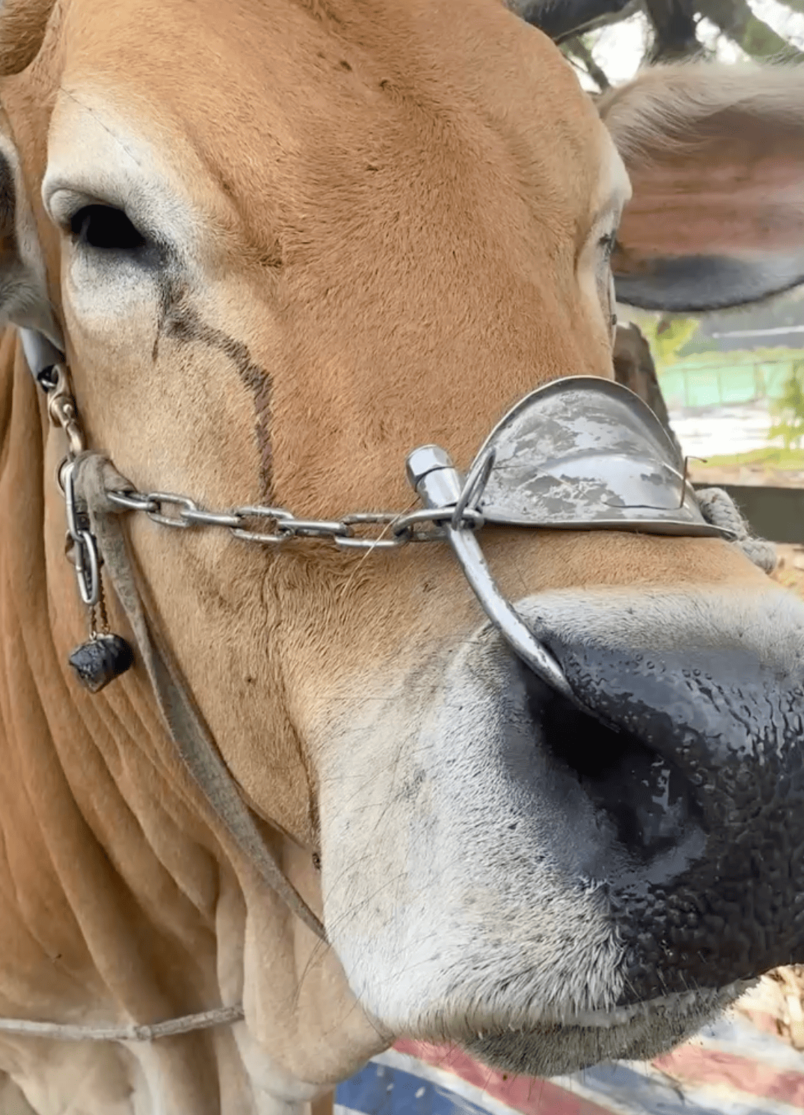 即使行動不便無法下田，但在庭院裡與黃牛靜靜相伴的時光，依然讓我感受到與土地深刻的連結。（攝影／記者施睿皇）