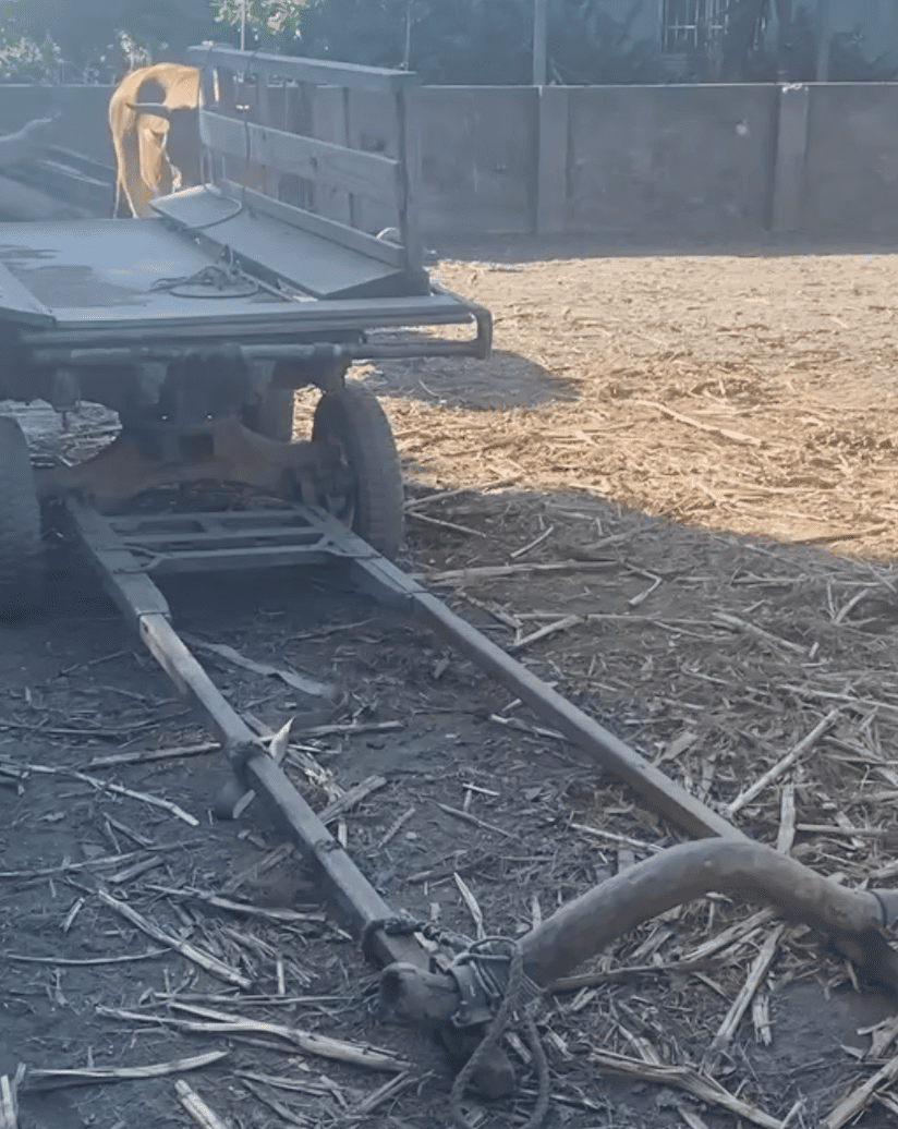 高一鑫老師與水牛在田間展現了絕佳的默契,重現了傳統農耕充滿力與美的畫面。(攝影/記者施睿皇)