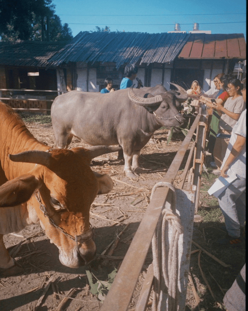 溪州的傳統三合院與農田地景,保留了最質樸的農村記憶,是食農教育最好的教室。(攝影/記者施睿皇)