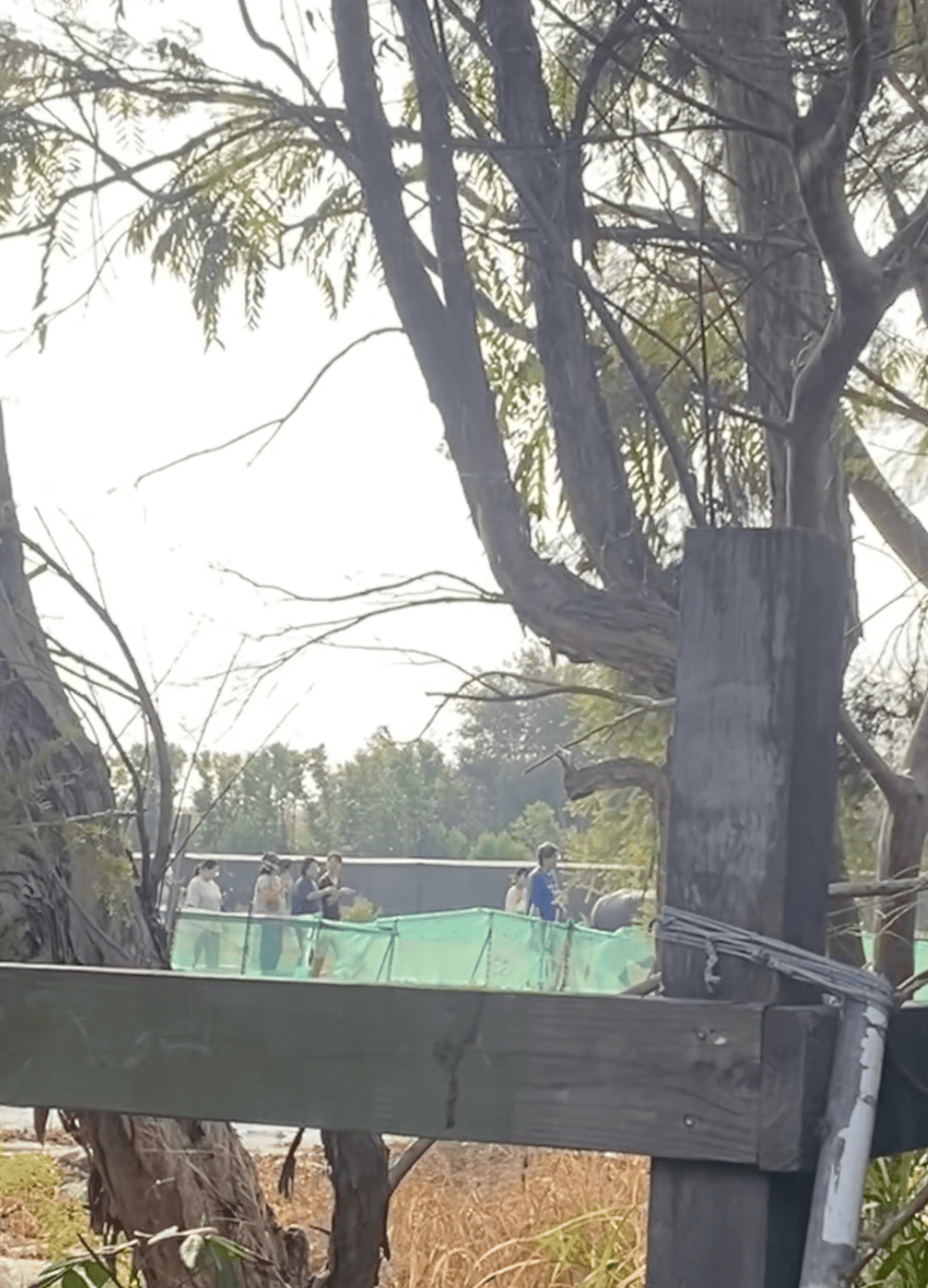 高一鑫老師與水牛在田間展現了絕佳的默契,重現了傳統農耕充滿力與美的畫面。(攝影/記者施睿皇)