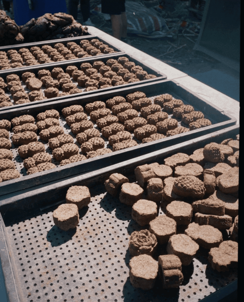 現場排列整齊的曬乾牛糞,外型竟像極了樸質的糕點,直接打破了大眾對農村「髒臭」的刻板印象。(攝影/記者施睿皇)