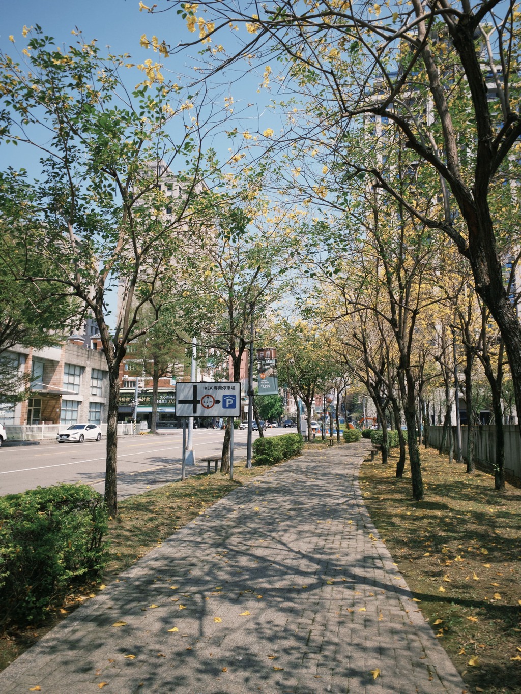 台中路邊盛開的風鈴木