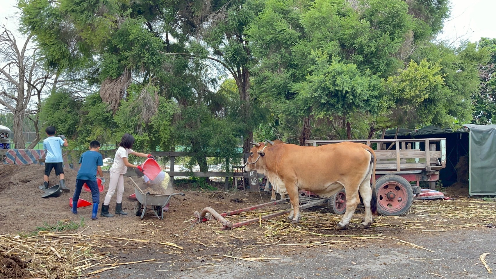 〈清理牛棚、照顧耕牛〉