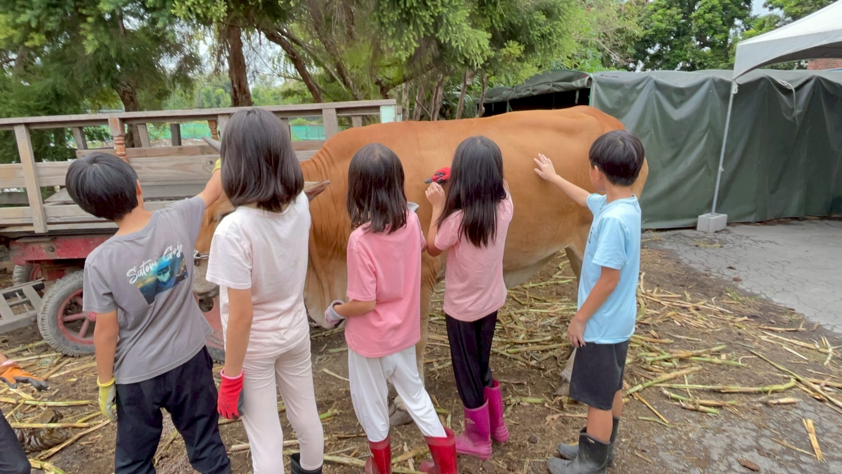 〈清理牛棚、照顧耕牛〉