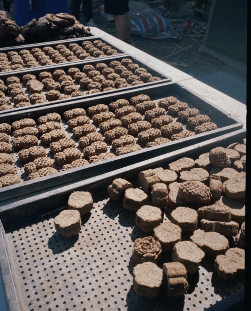 草地上的牛糞竟像精緻糕點？在溪州「拖拖拉拉牛耕隊」，我看見了一場最真實的生命教育