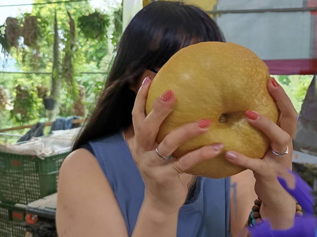 【梨香飄卓蘭】從台北美髮師變身甘露梨王子　許哲陞攜妻育子守護果園　用心種出回甘人生