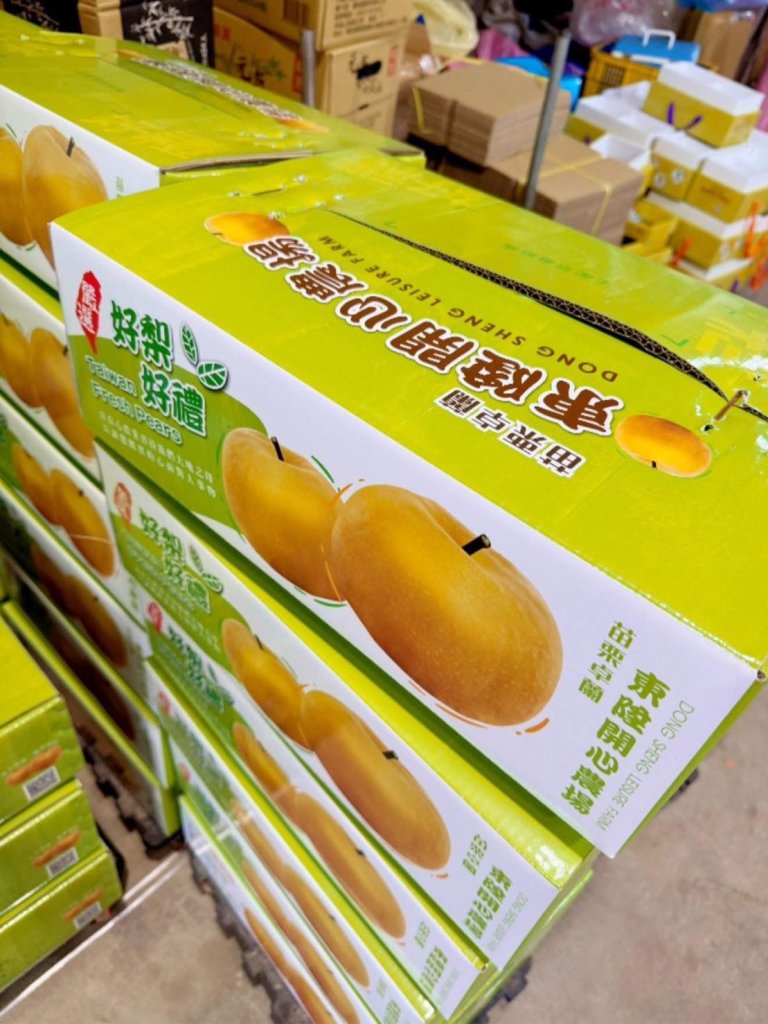 【梨界巨星登場】比頭還大的甘露梨！卓蘭東陞開心農場用綠森林蚯蚓酵素種出中秋最強好梨